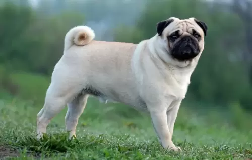 Pug-dog.jpg