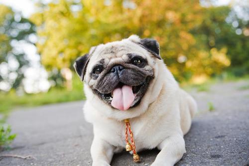 Pug laying outdoors on the sidewalk in the Fall.