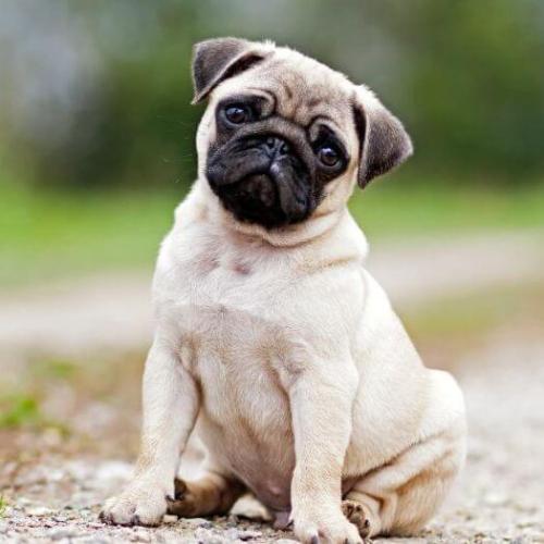 Pug1